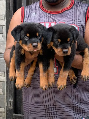 Photo - 1-3 months Female Purebred Rottweiler