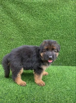 1-3 months Female Purebred German Shepherd