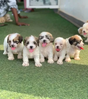 1-3 months Female Purebred Lhasa Apso