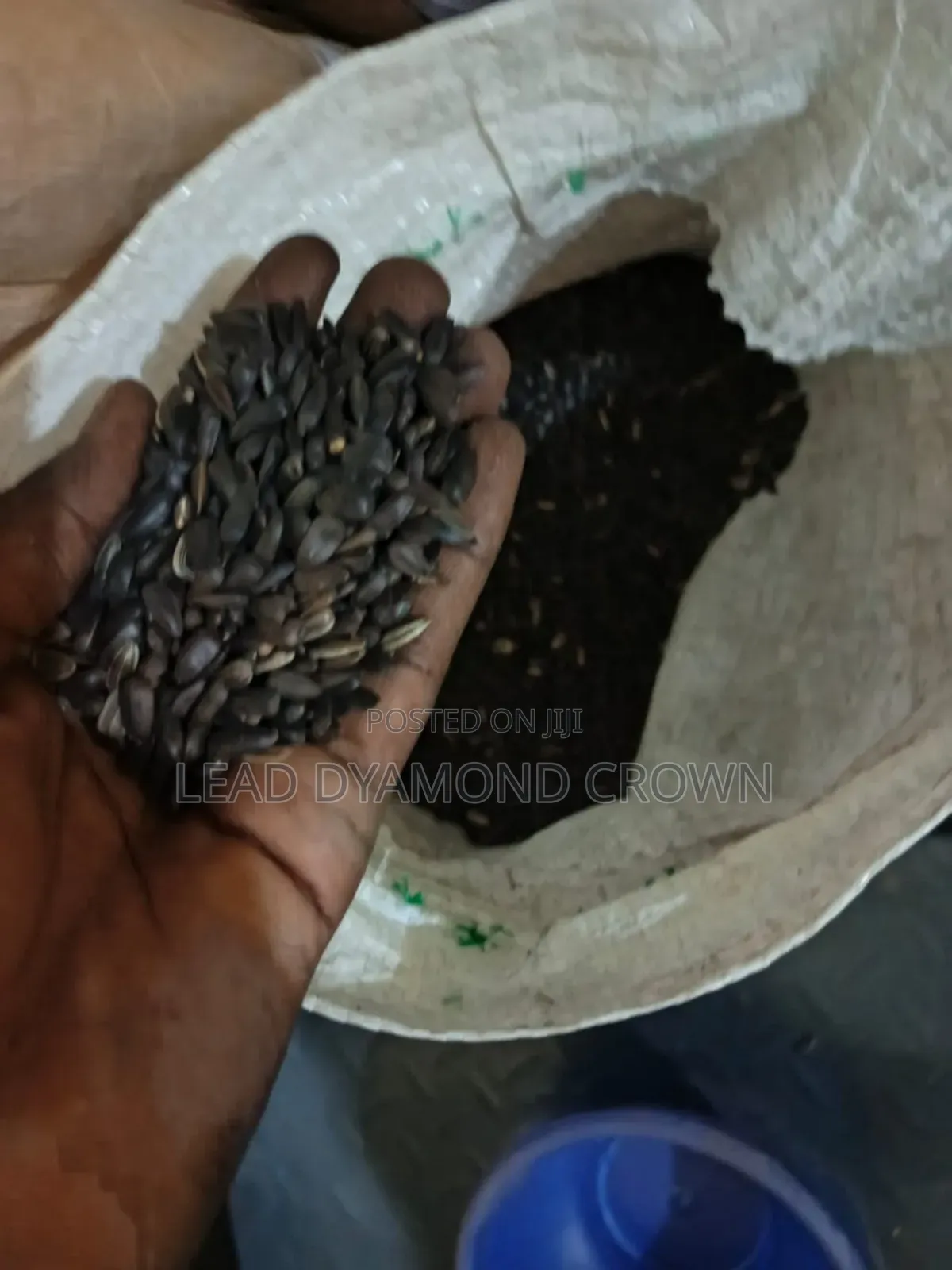 Sunflower Seeds
