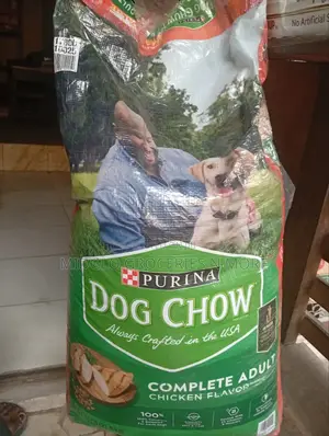 6-12 months Male Mixed Breed Dog