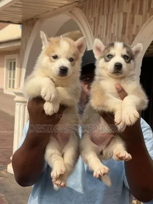 Photo - 1-3 months Female Purebred Siberian Husky