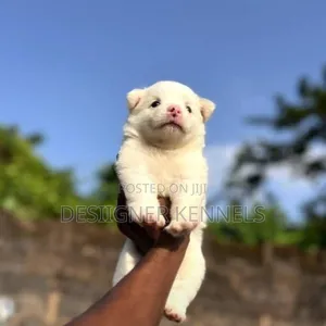 1-3 months Male Purebred American Eskimo