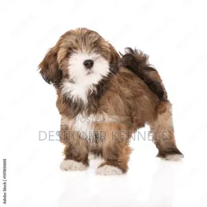1-3 months Female Purebred Lhasa Apso