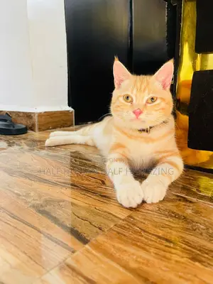 Photo - 6-12 months Male Purebred Persian