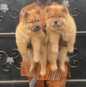 Photo - 1-3 months Male Purebred Chow Chow
