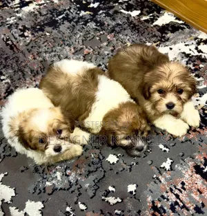 1-3 months Male Purebred Lhasa Apso