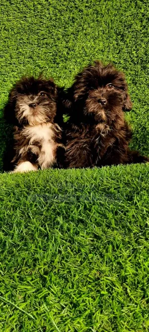 1-3 months Female Purebred Lhasa Apso