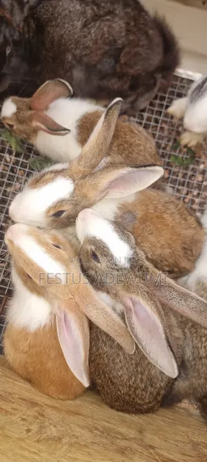 Photo - Rabbits In Different Breeds
