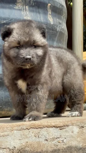 3-6 months Male Purebred Caucasian Shepherd