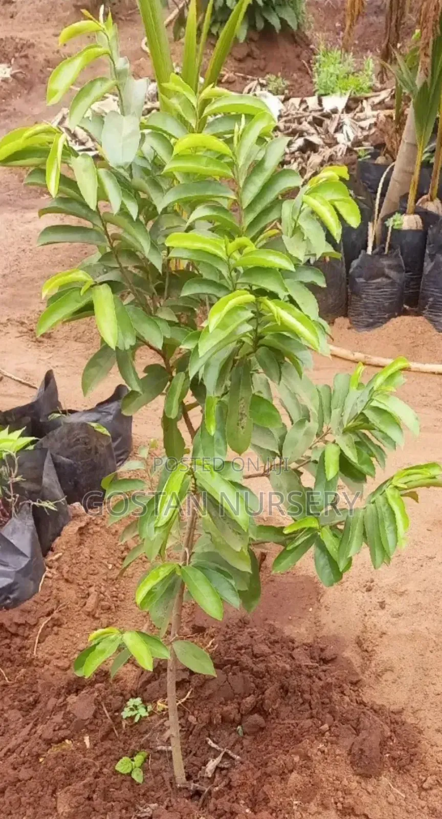 Sour Sop Seedlings