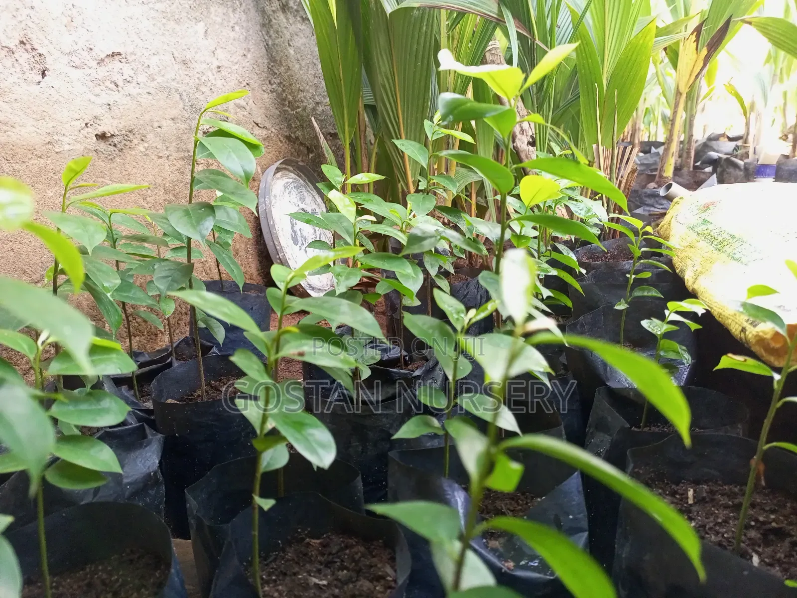 Sour Sop Seedlings