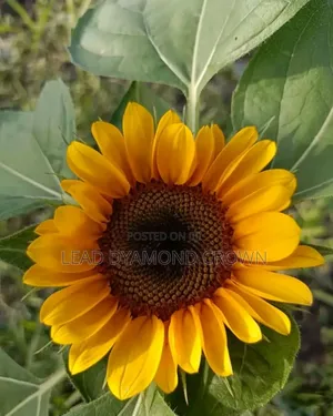 Sunflower Seeds