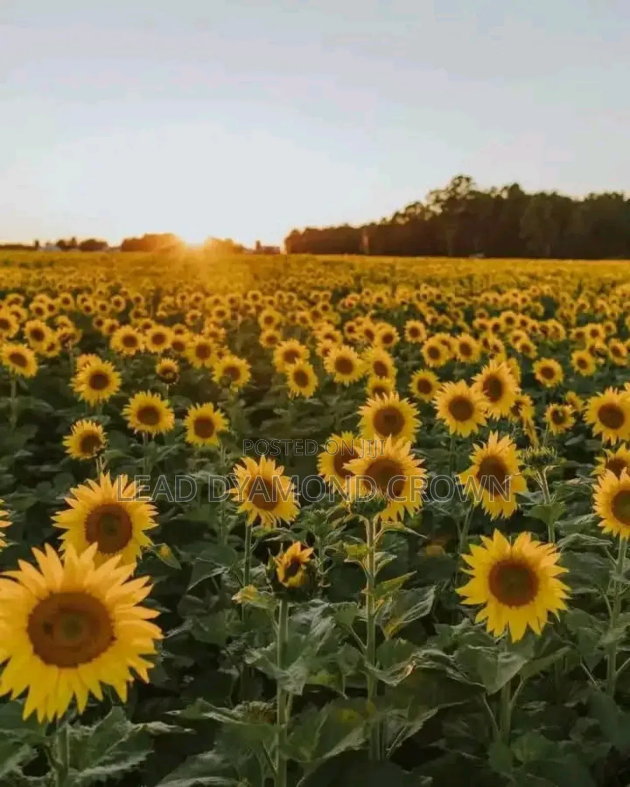 Sunflower Seeds
