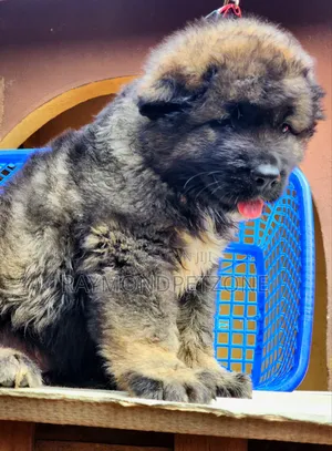 1-3 months Male Purebred Caucasian Shepherd