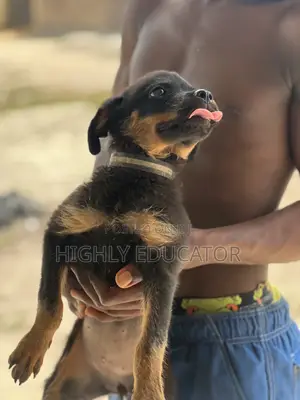 Photo - 1-3 months Female Purebred Rottweiler