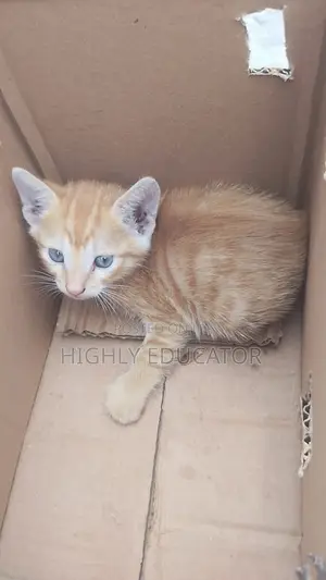 Photo - 1-3 months Female Purebred American Shorthair