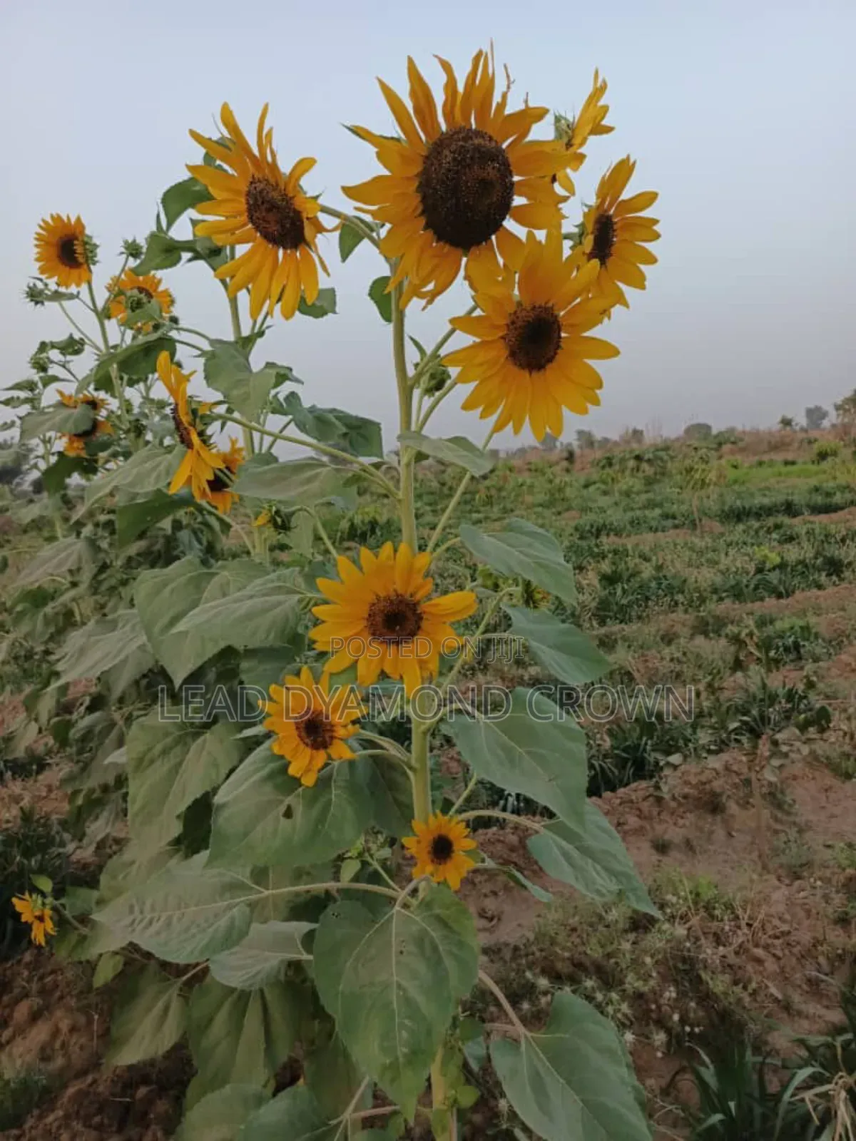 Sunflower Seeds