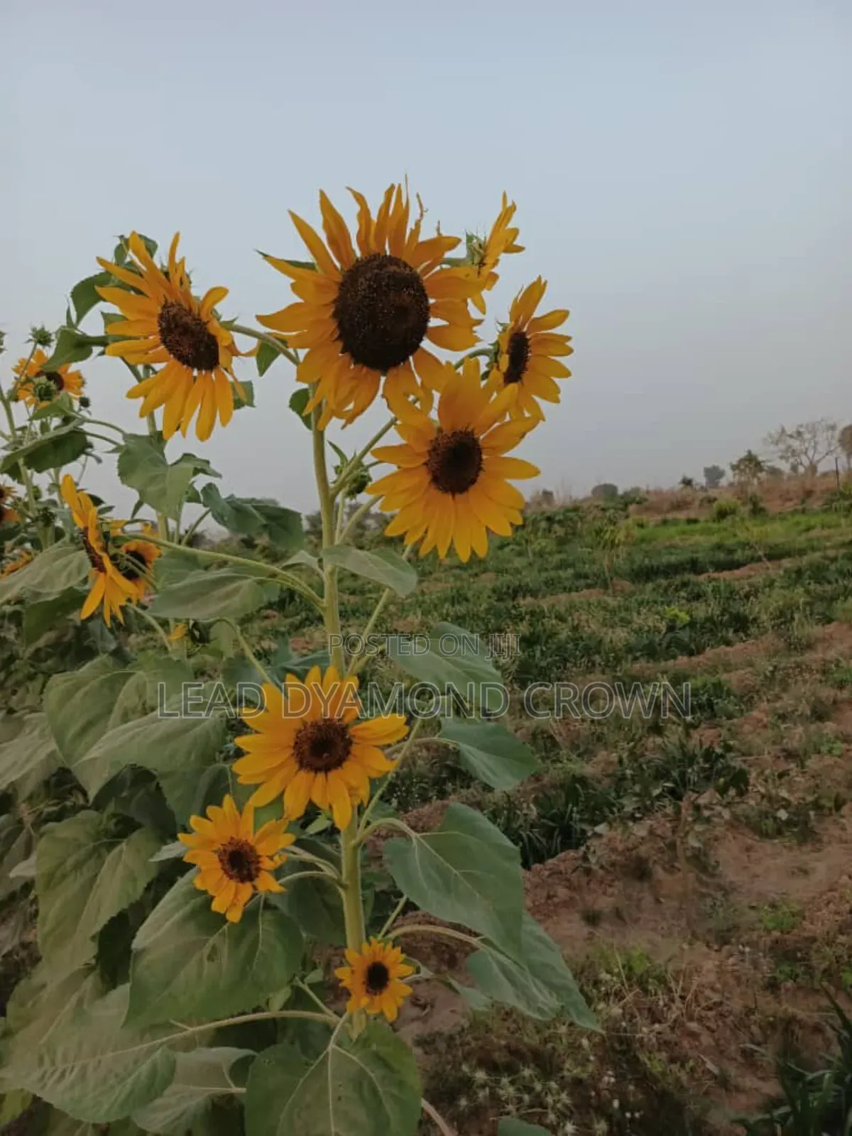 Sunflower Seeds