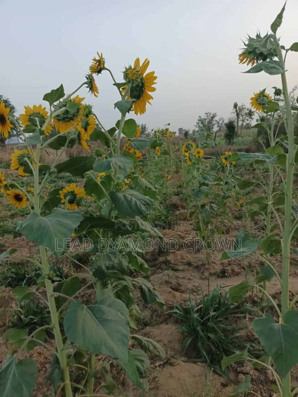 Sunflower Seeds