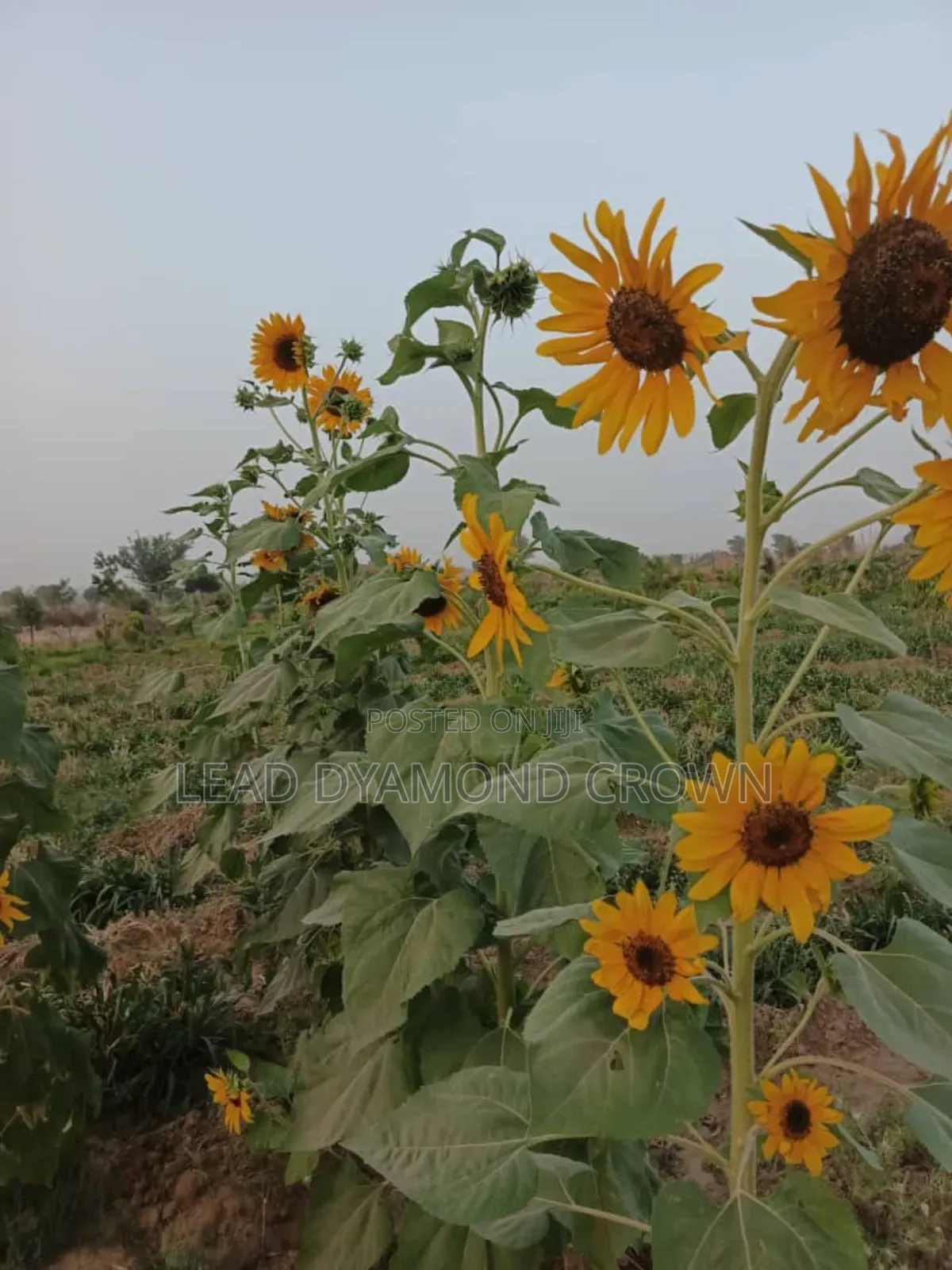 Sunflower Seeds