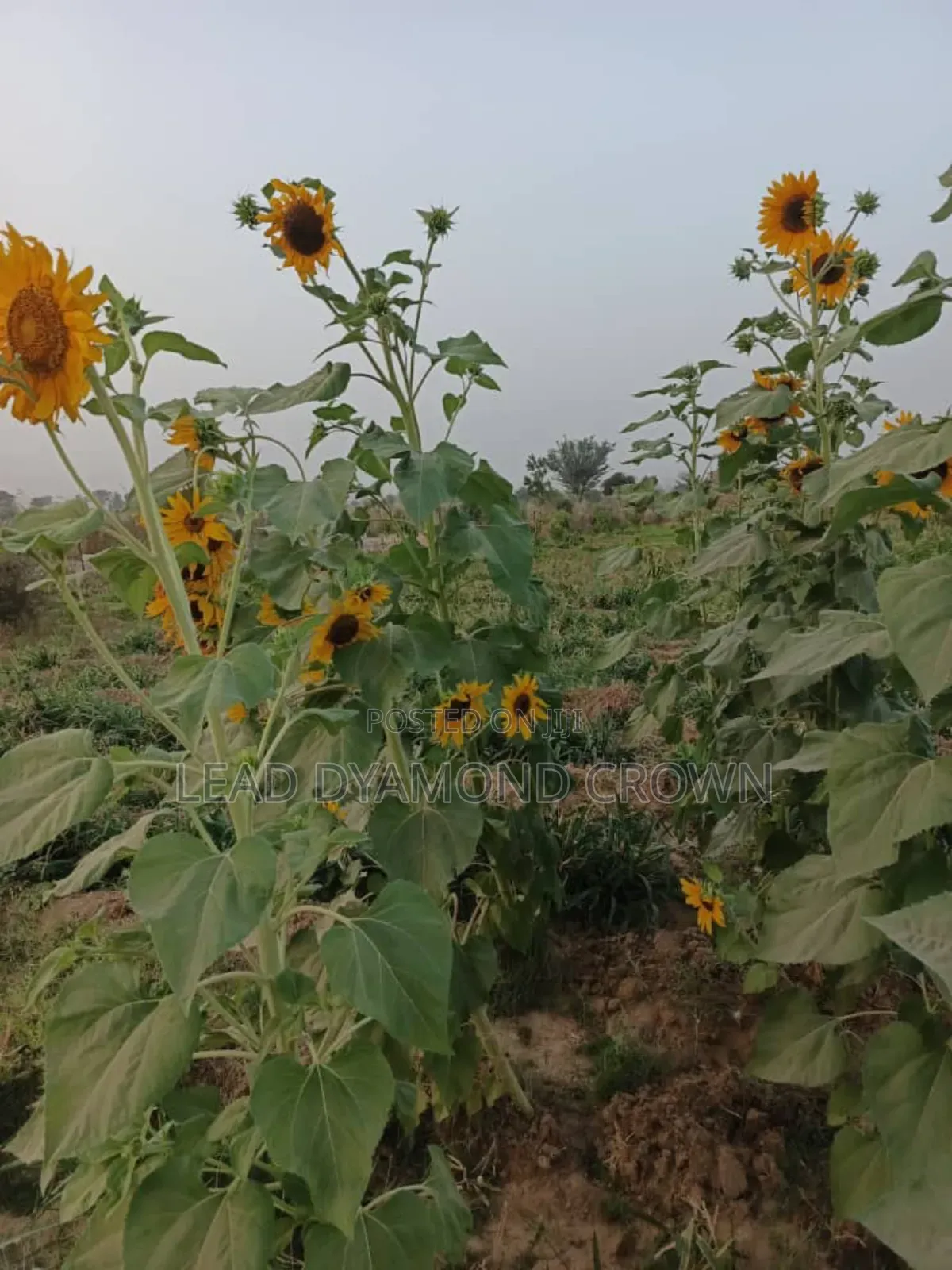 Sunflower Seeds