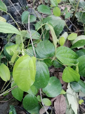 Black Pepper Seedlings (Iyere)