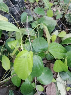 Black Pepper Seedlings (Iyere)