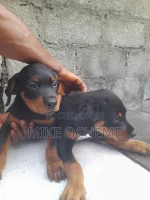 Photo - 1-3 months Male Purebred Rottweiler