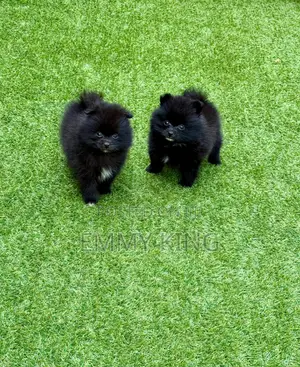 Photo - 1-3 months Female Purebred Pomeranian