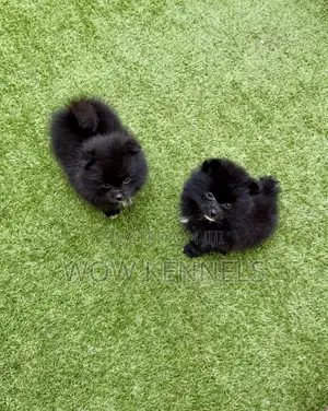 Photo - 1-3 months Male Purebred Pomeranian