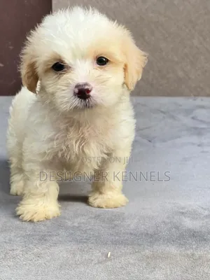 1-3 months Male Purebred Lhasa Apso