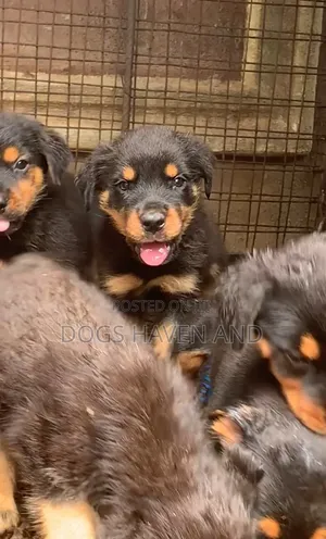 Photo - 1-3 months Male Purebred Rottweiler