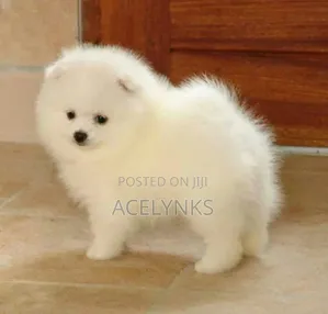 Photo - 1-3 months Female Purebred American Eskimo