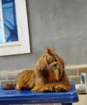 1-3 months Male Purebred Lhasa Apso