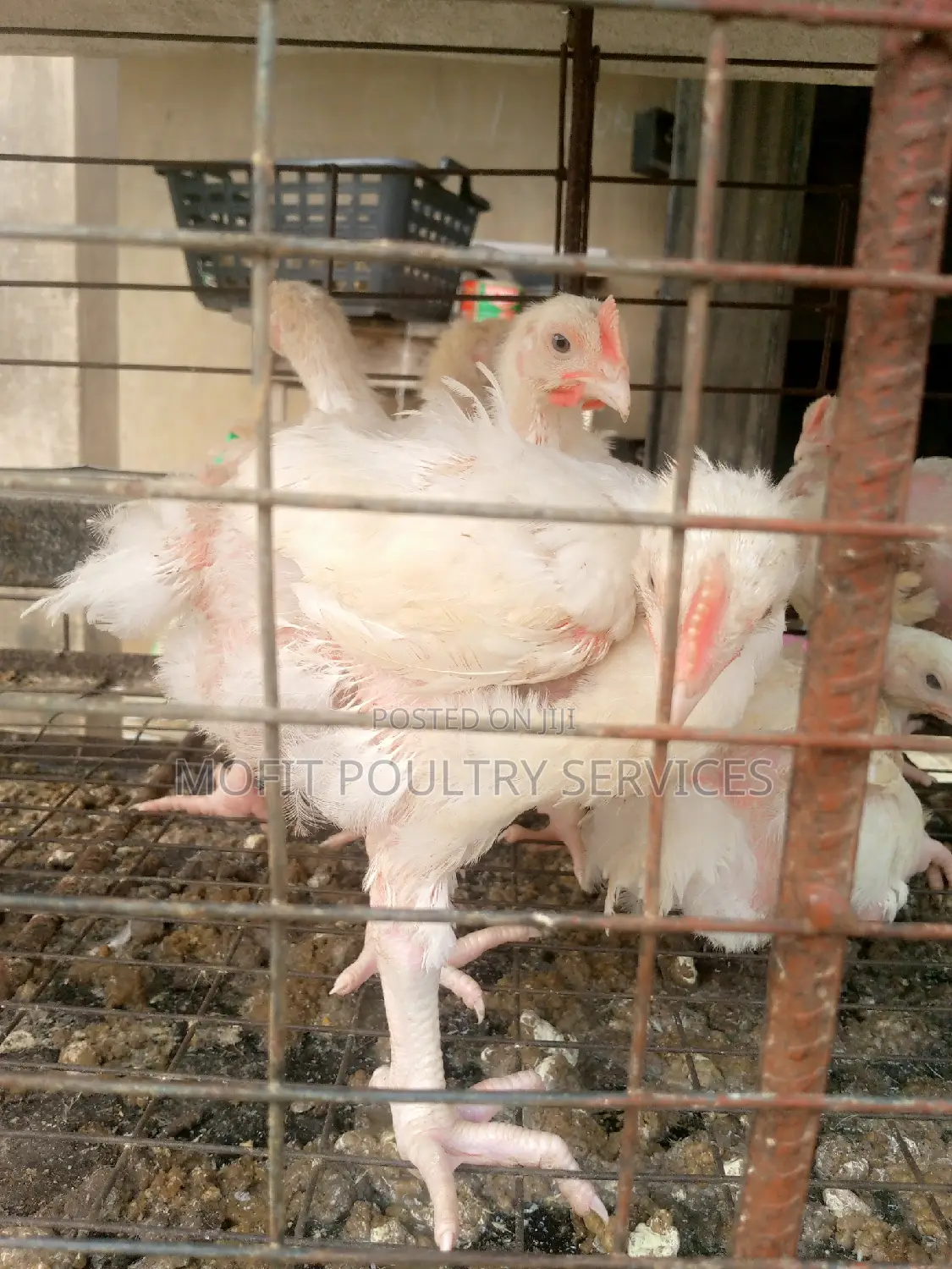 4 Weeks Broilers