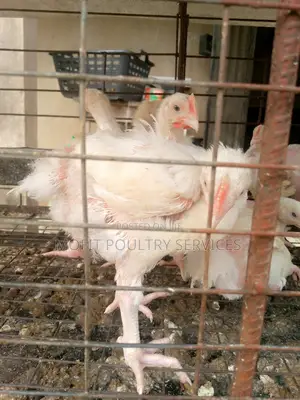4 Weeks Broilers