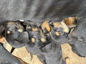 Photo - 0-1 month Female Mixed Breed Rottweiler