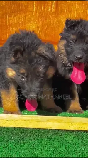 1-3 months Female Purebred German Shepherd