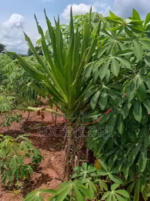 100 Acres of Farm Land for Sale in Abeokuta