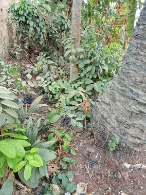 Agricultural Land for Sale