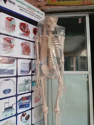 Human Skeleton Giant