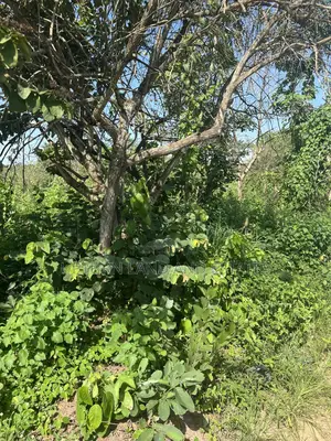 150 Acres of Land for Sale in a Very Secure Place With Water