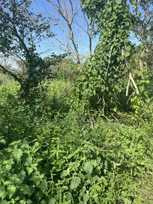 150 Acres of Land for Sale in a Very Secure Place With Water