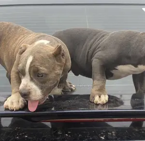 1-3 months Male Purebred American Bully