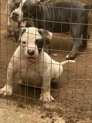 1-3 months Female Purebred Bulldog