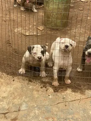 1-3 months Female Purebred Bulldog