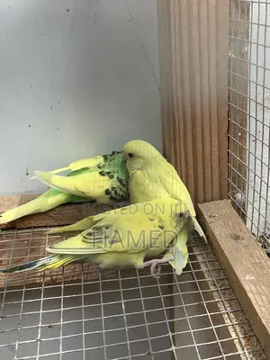 Photo - Budgeriger Birdy