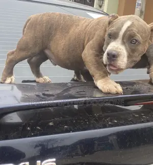 1-3 months Female Purebred American Bully