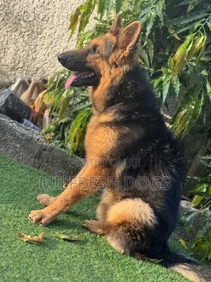 6-12 months Male Purebred German Shepherd